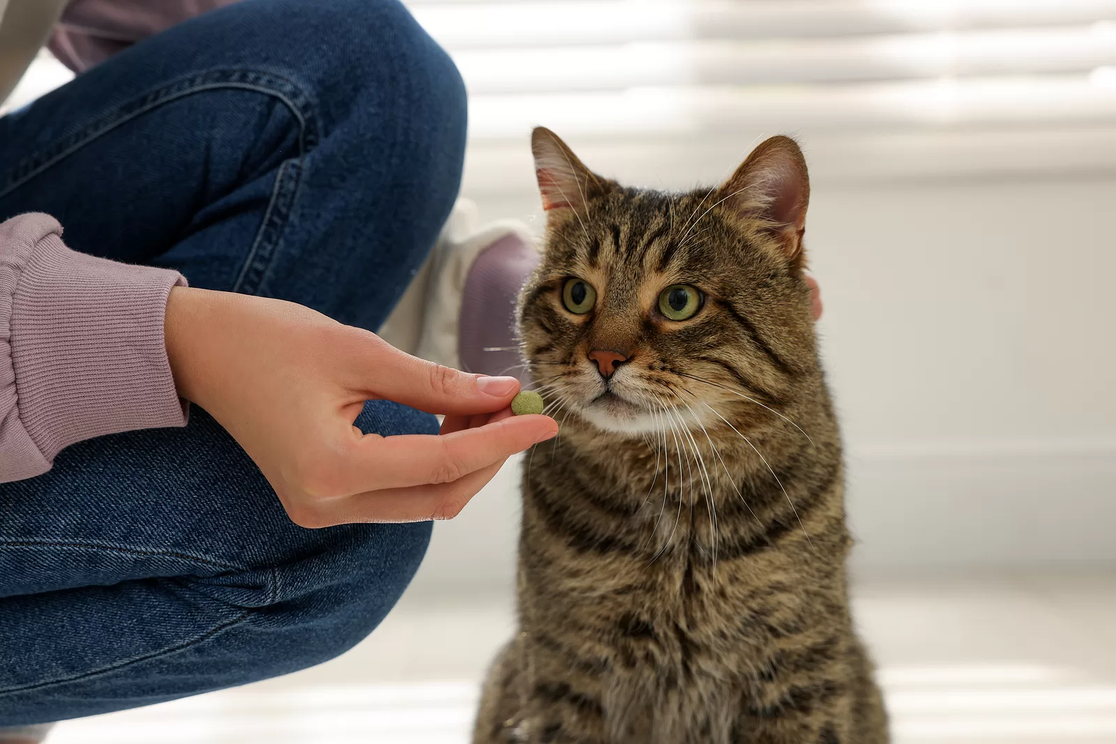 Nervous shop cat medication