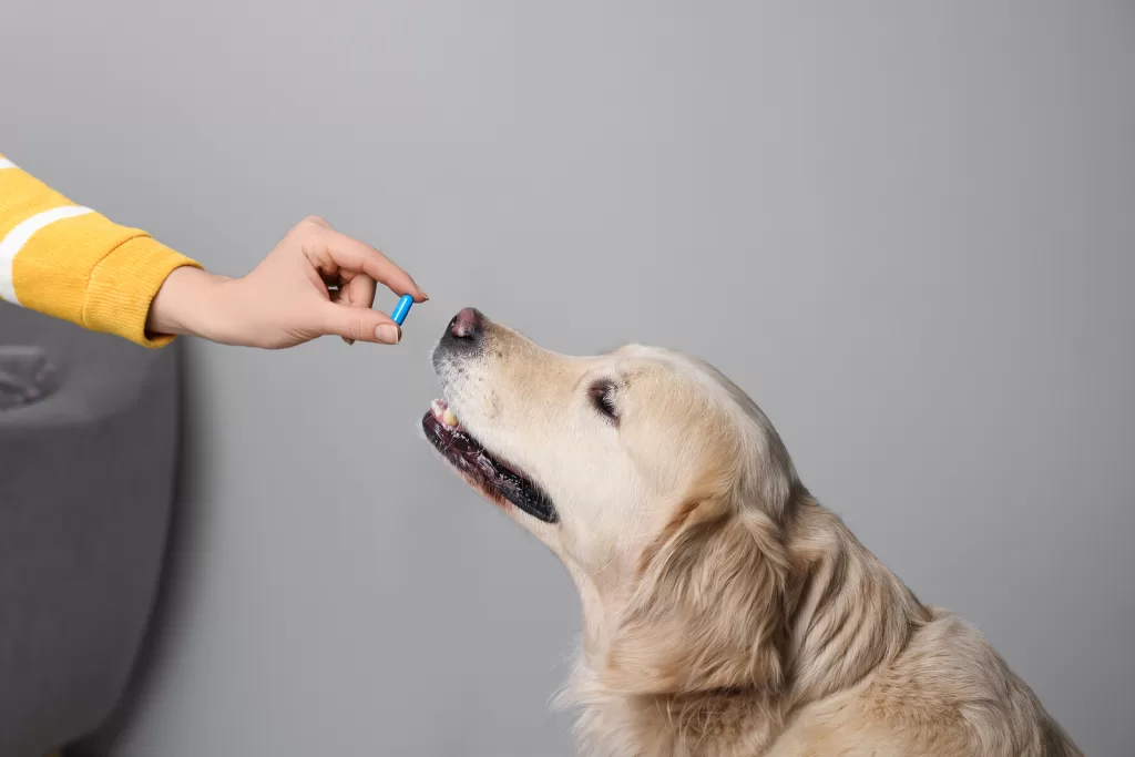 dog taking medication