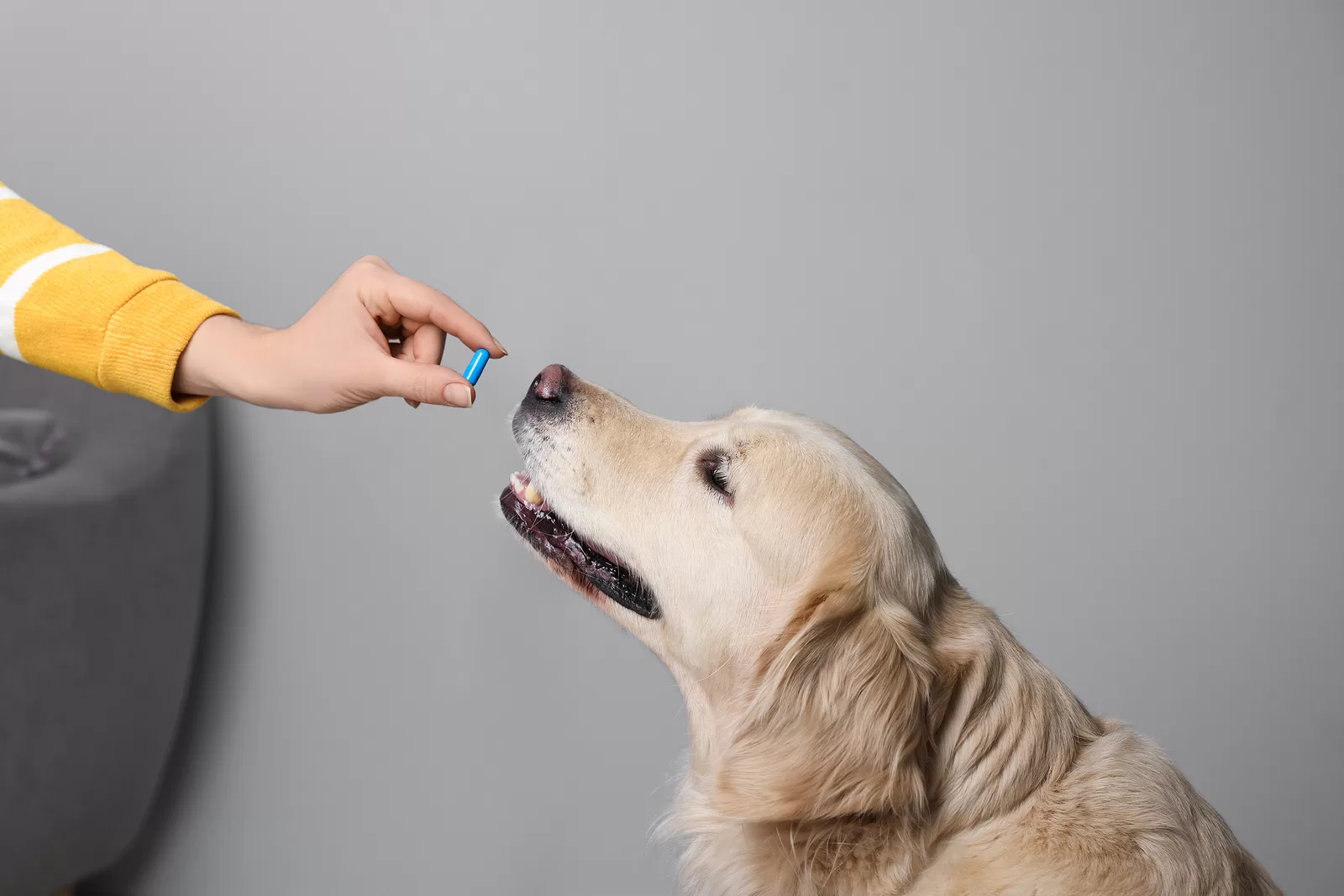 Compounding for Your Pets - National Pharmacy