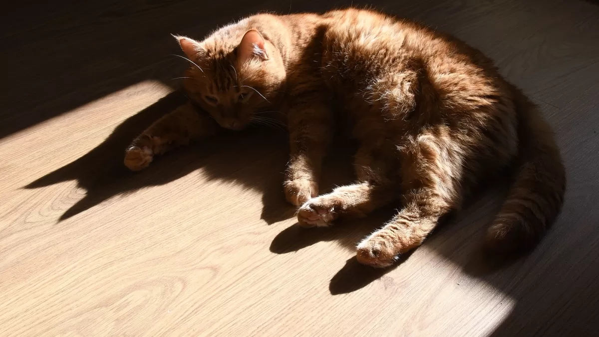 cat lying on the floor given fluoxetine for anxiety